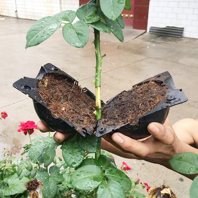 Seed Starter Tray - Kotak peralatan kebun pot tanaman, kotak