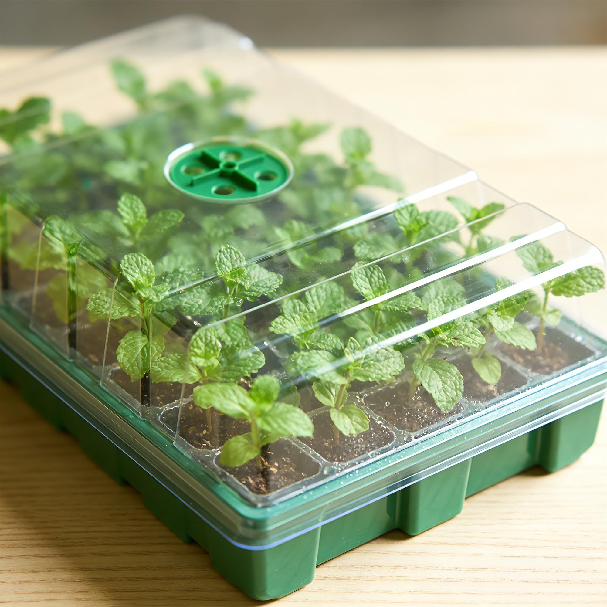 Dengan Rumah Kaca Berpenutup T - Seed Starter Tray ulasan dan harga